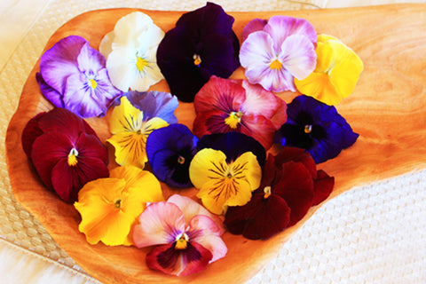 Pansy