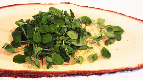 Petite® Pea Green™