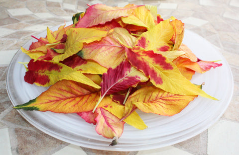 Amaranth Giant Leaf