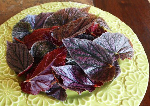 Begonia Angelwing Leaf