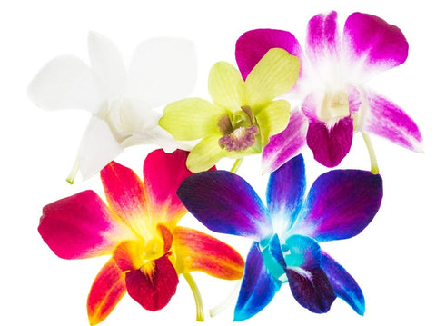 Decorative Multi-Colored Orchid
