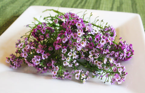 Alyssum Flower