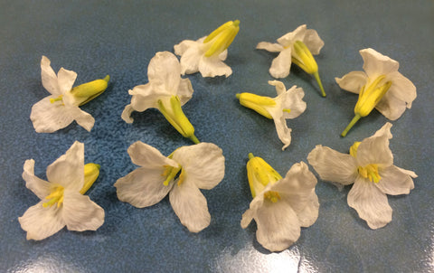 Broccoli Flower™