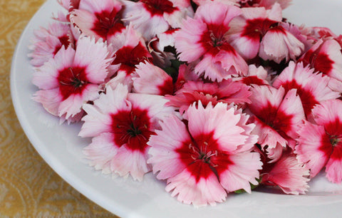 Dianthus