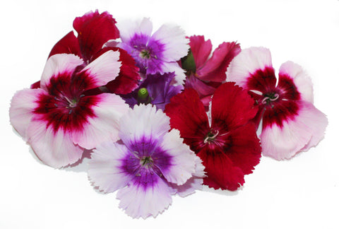 Dianthus