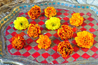 Marigold