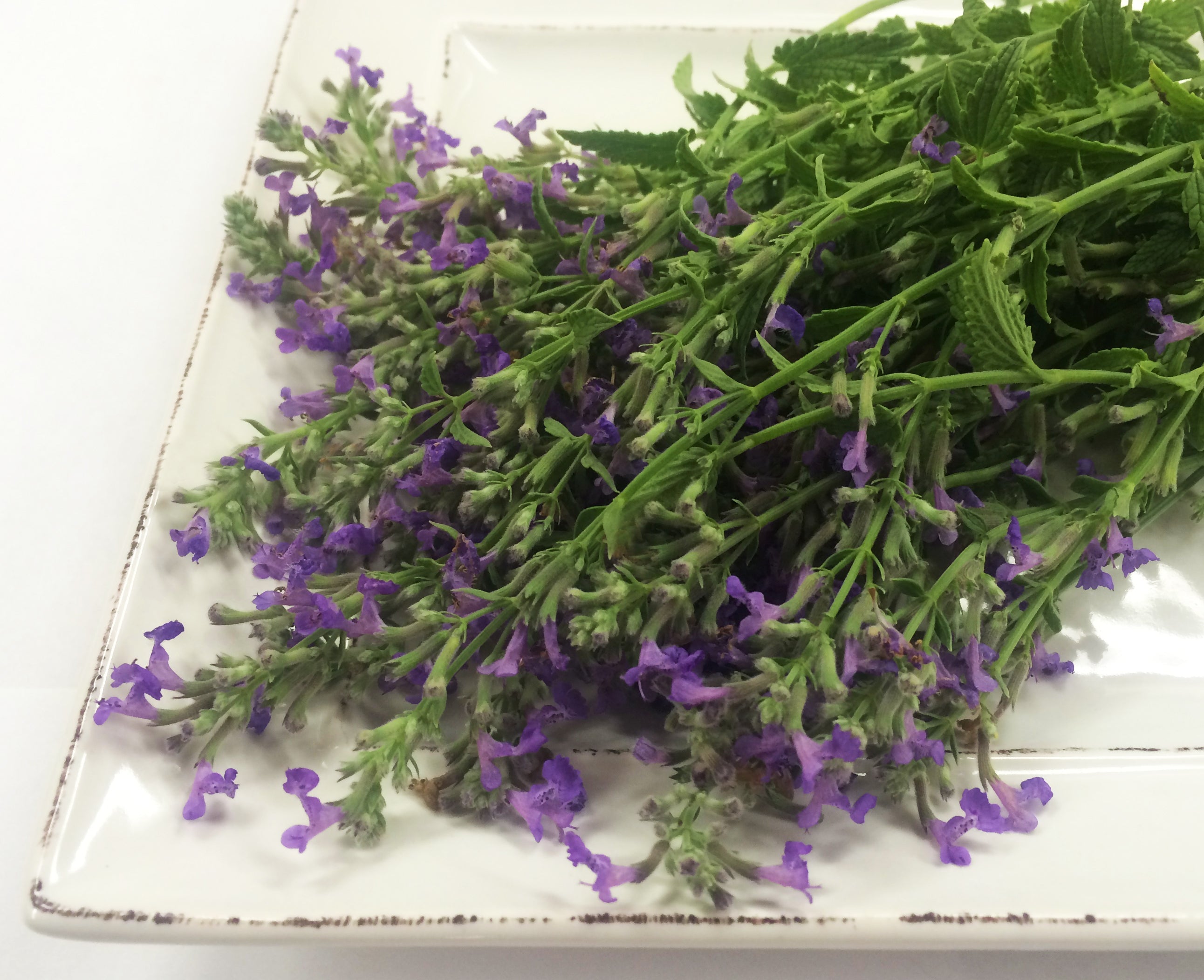 lavender and mint plants Fresh Mint Lavender Flower Edible Flowers from Gourmet Sweet Botanicals