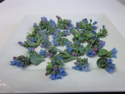 Oyster Flower