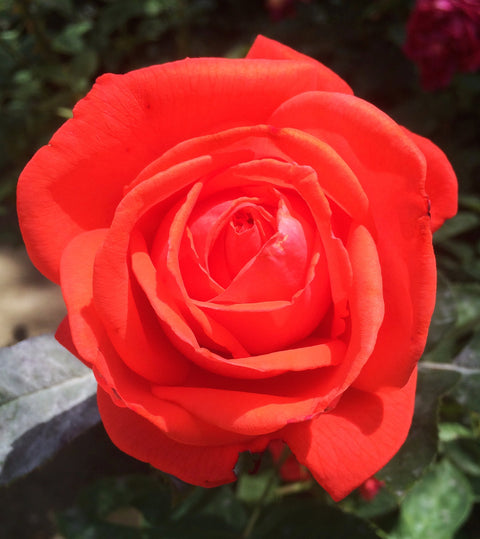 Rose Petal