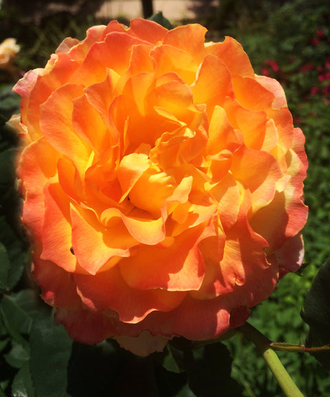 Rose Petal