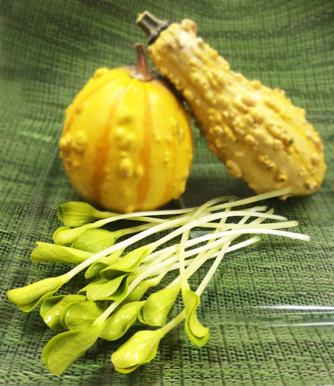 Squash Shoots Gold™