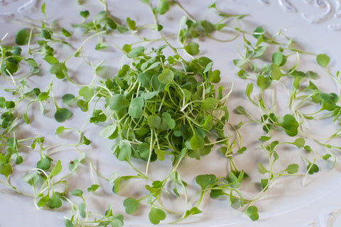 Micro Arugula