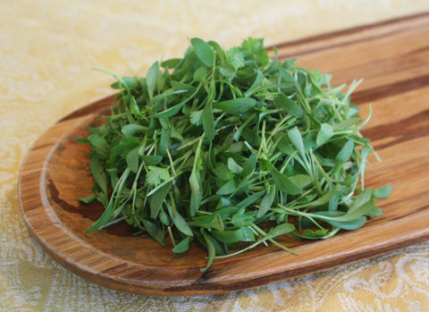 Micro Cilantro