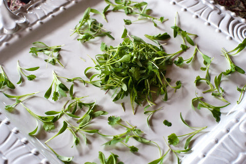 Micro Cilantro