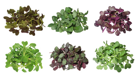 MicroGreens Asian Assortment