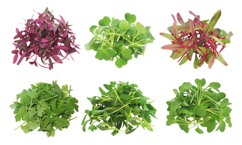 MicroGreens Assortment