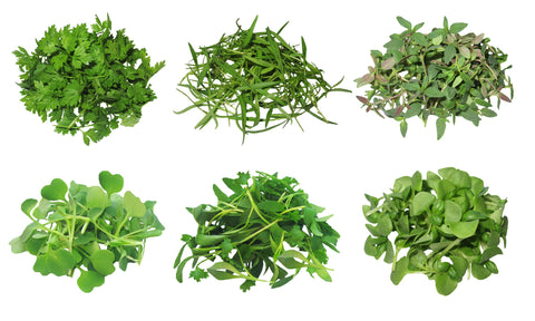 MicroGreens Herb Assortment