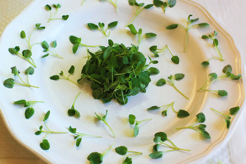 Micro Mint Lavender™
