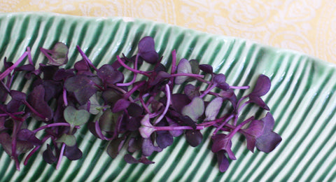 Micro Radish Ruby™