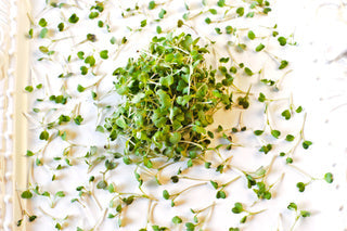 Micro Wasabi™