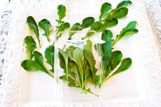 Petite® Arugula