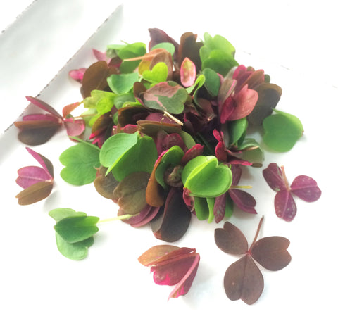 Petite® Sorrel Meadow Mix™