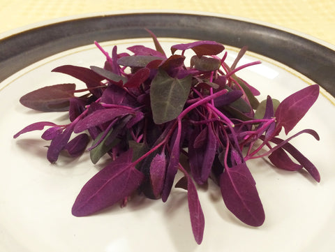 Petite® Spinach Burgundy™