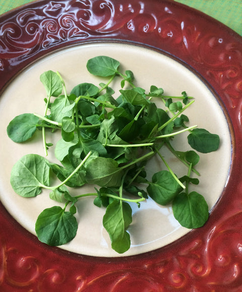 Petite® Watercress