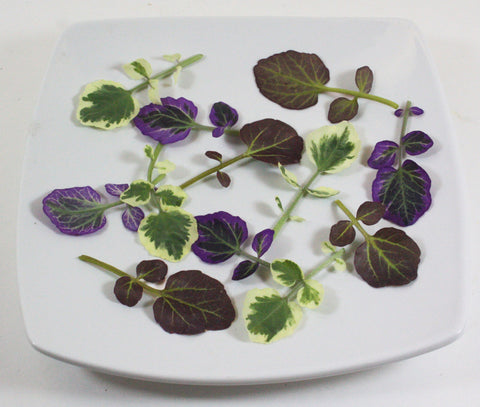Petite® Watercress Tricolor Mix™