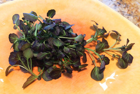 Petite® Watercress Red™