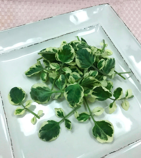 Petite® Watercress White Angel™