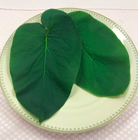 Rootbeer Leaf