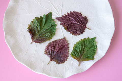 Shiso Bicolor Leaf™
