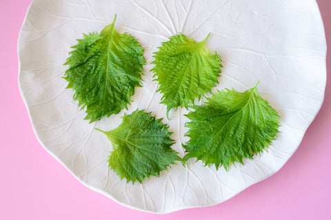 Shiso Green Leaf