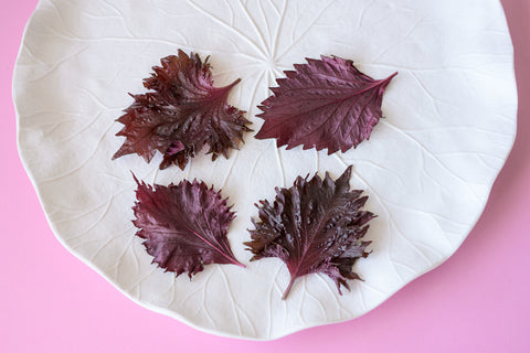 Shiso Red Leaf