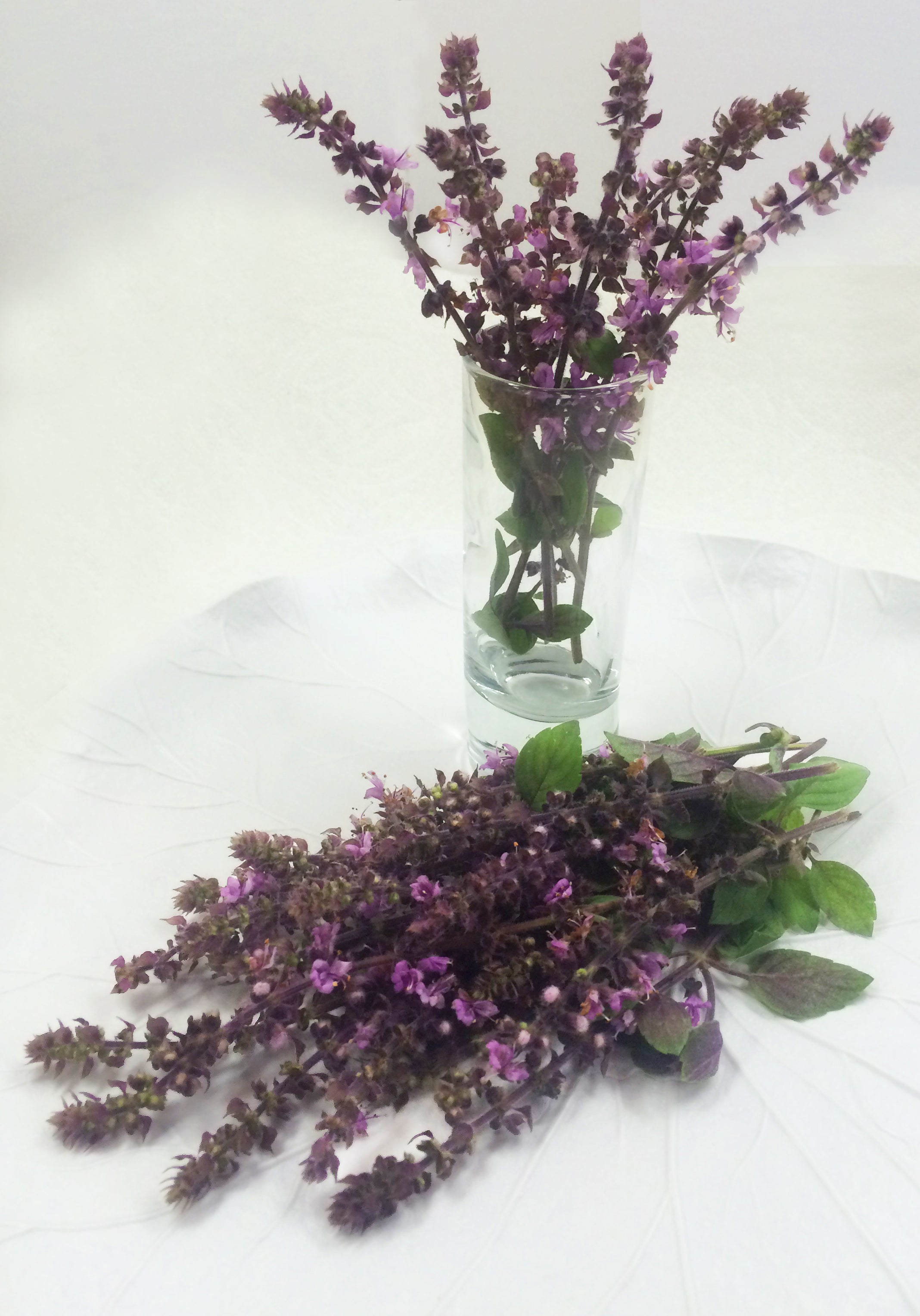 FRESH FLOWERING BASIL Blossoms, Blue lavender Flower fragrant Branches Edible Decorative 25 stems Gourmet Restaurant popular Overnight Included