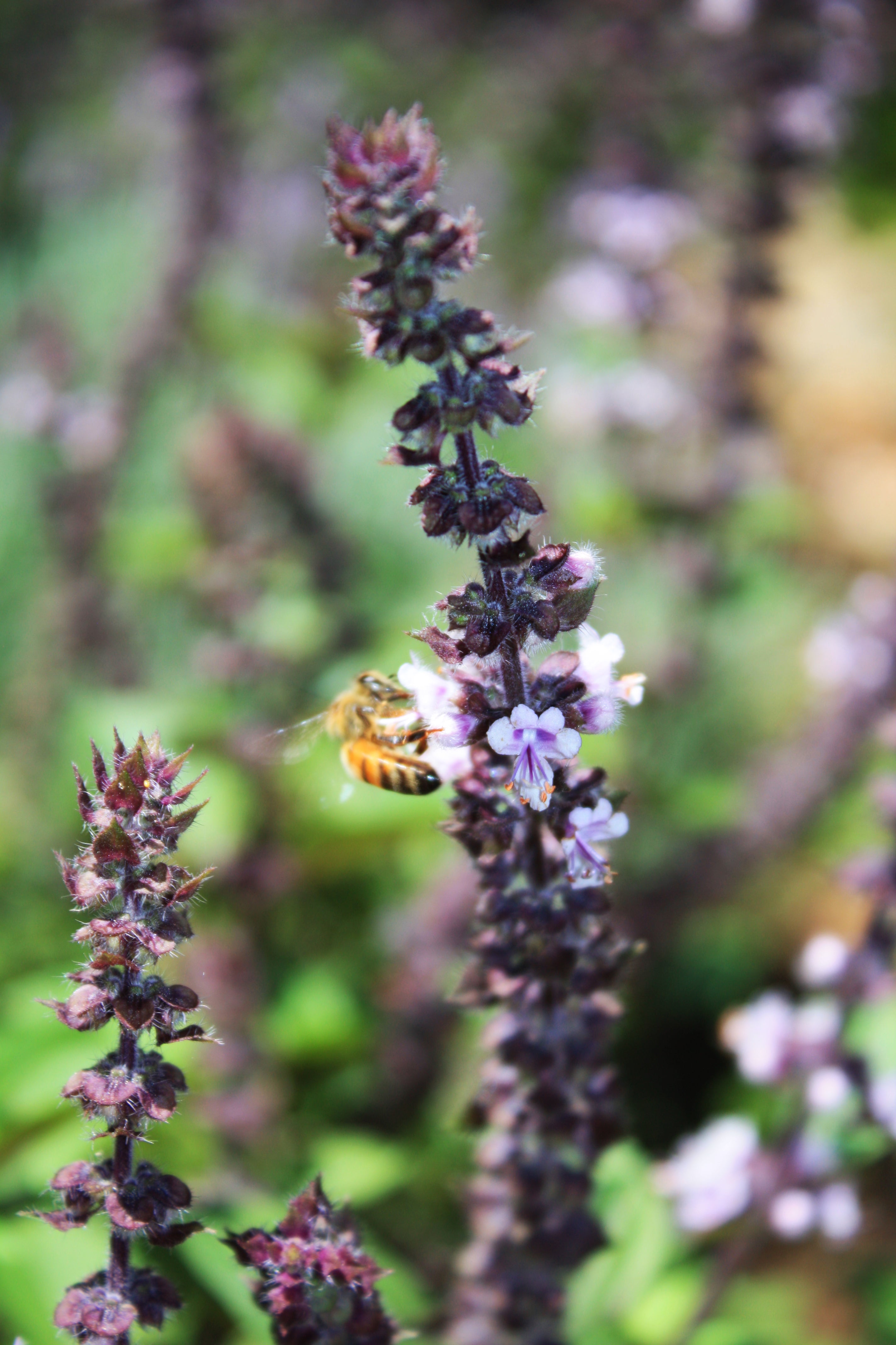 Basil Blossom Gourmet Sweet Botanicals