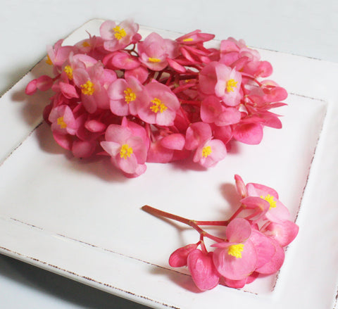 Begonia Flower Pink