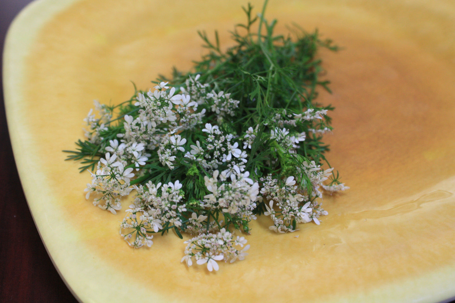 Cilantro Flower™ Gourmet Sweet Botanicals