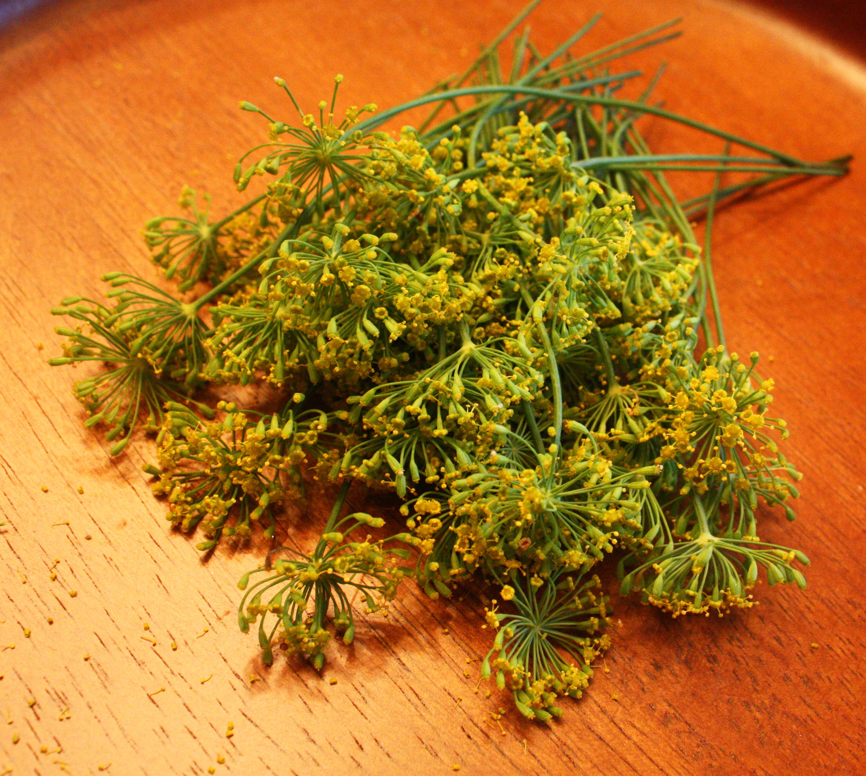 Dill Flower – Gourmet Sweet Botanicals