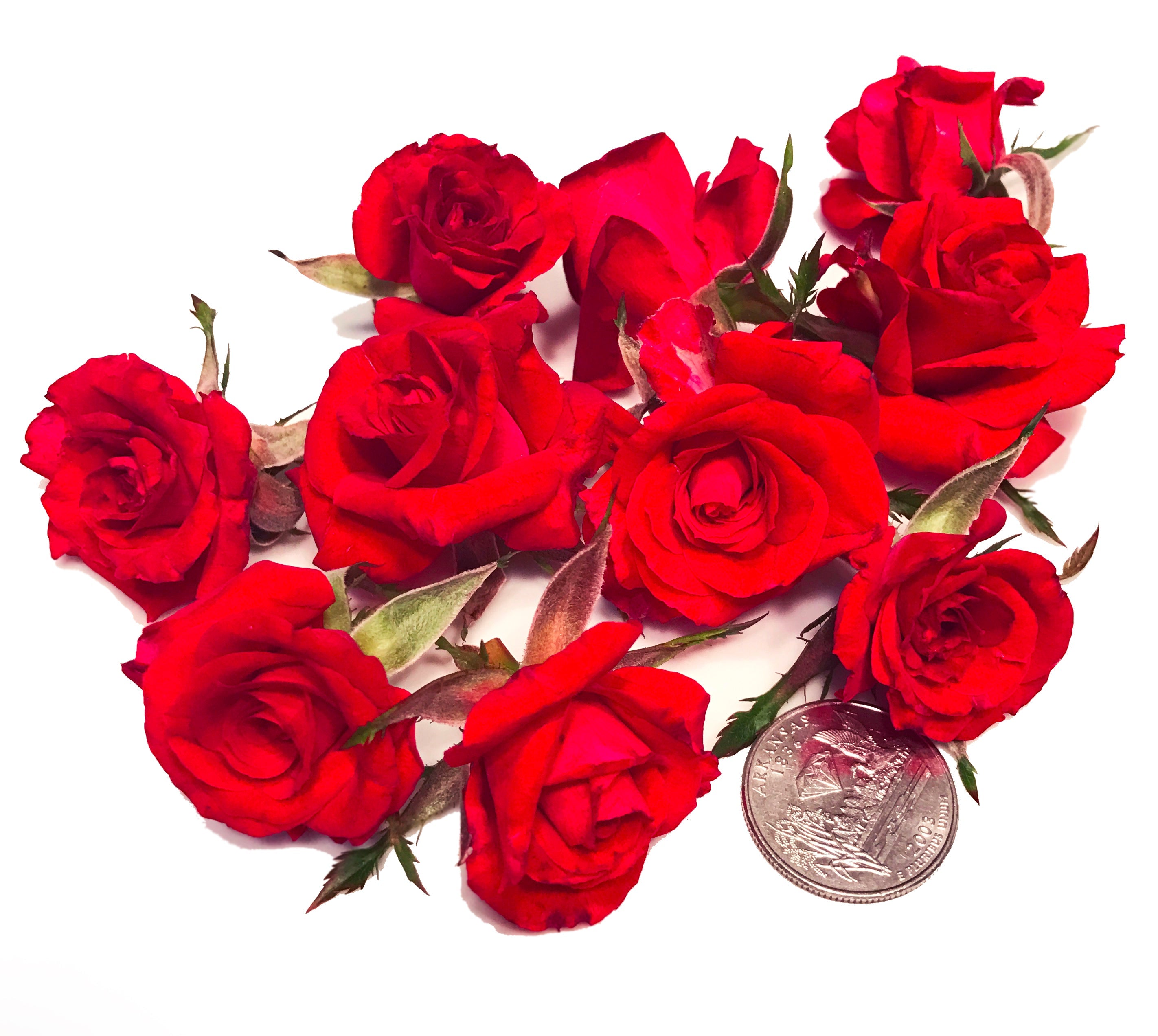 Rose Little Red Corvette™ – Gourmet Sweet Botanicals