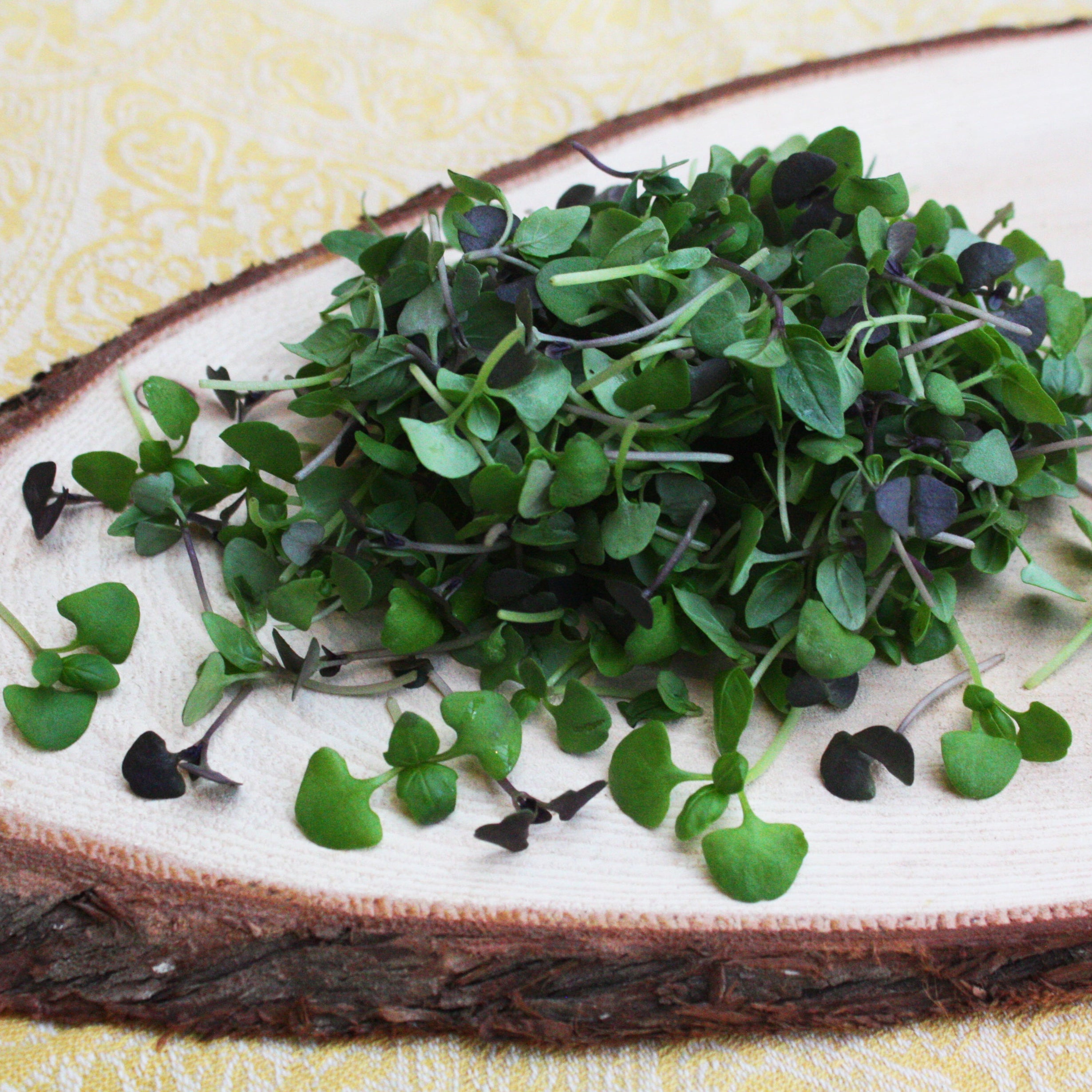 MicroGreens – Gourmet Sweet Botanicals