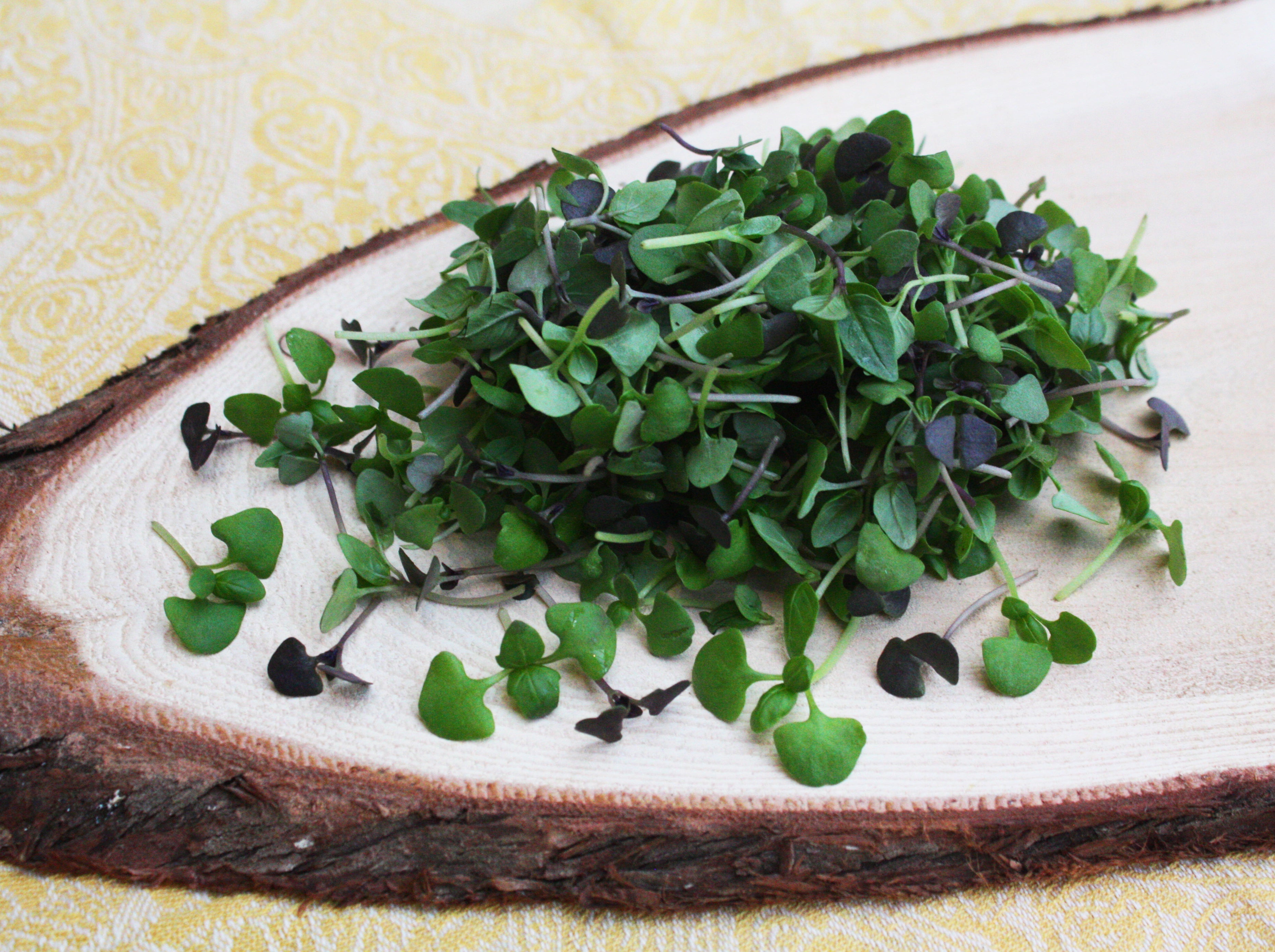 Micro Basil Mix™ – Gourmet Sweet Botanicals