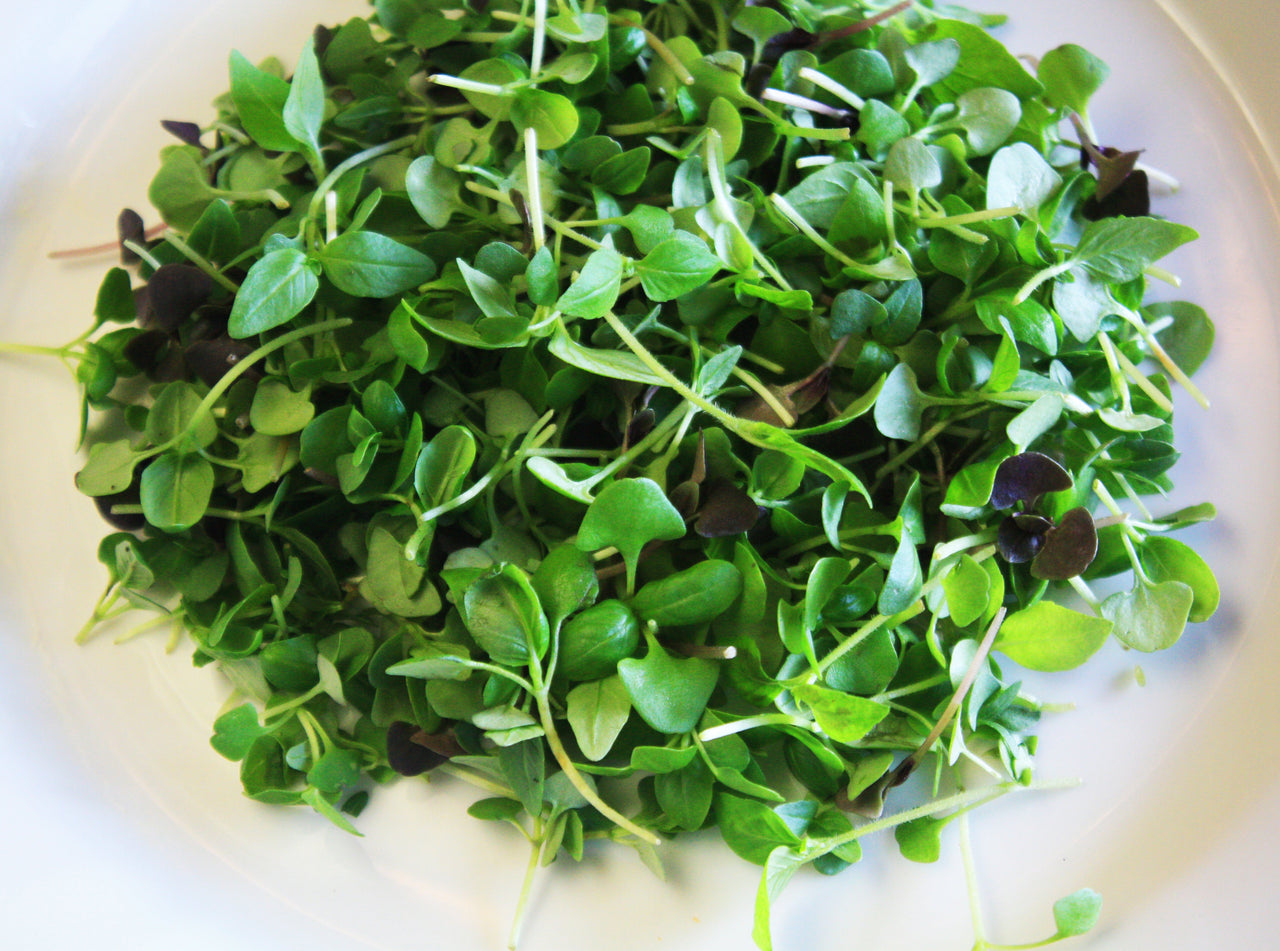 Micro Basil Mix™ – Gourmet Sweet Botanicals