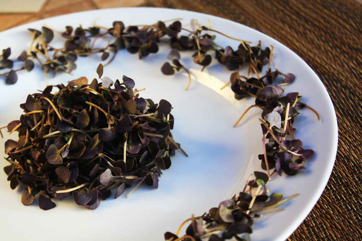 Micro Basil Opal – Gourmet Sweet Botanicals
