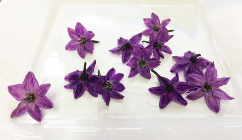 Micro Pepper Flower Purple™