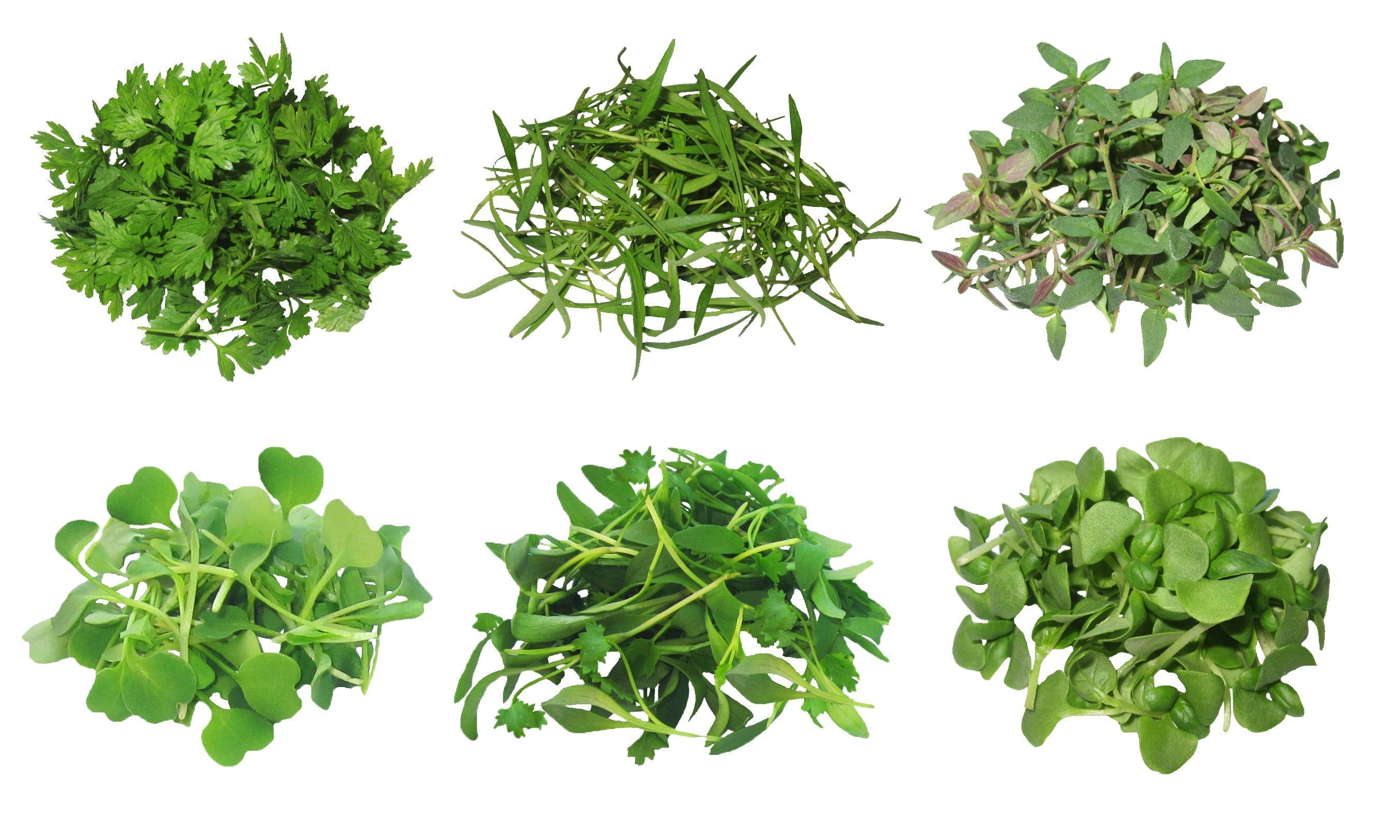 MicroGreens Herb Assortment – Gourmet Sweet Botanicals