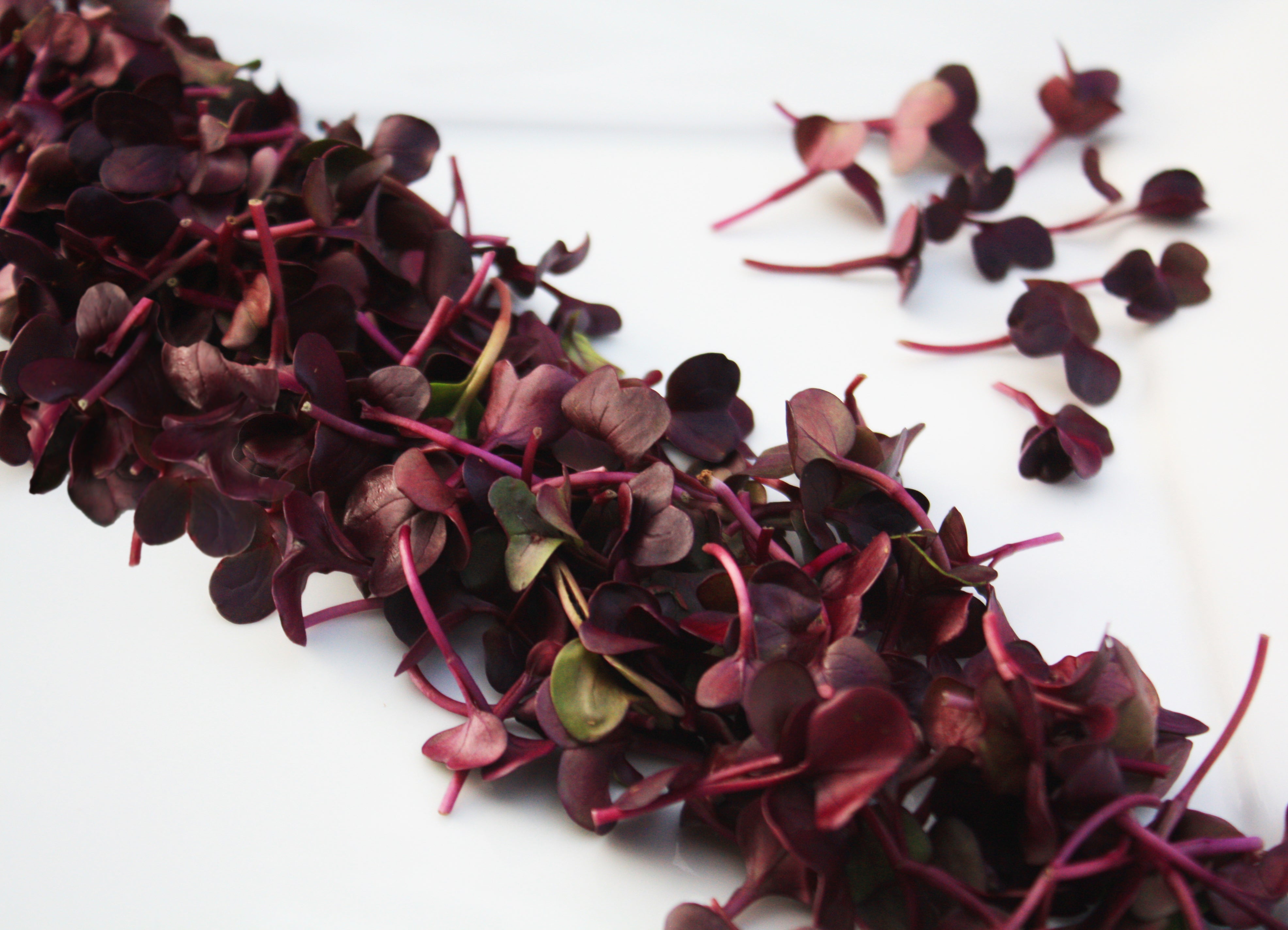 Ruby Mix Micro Radish Ruby™ – Gourmet Sweet Botanicals