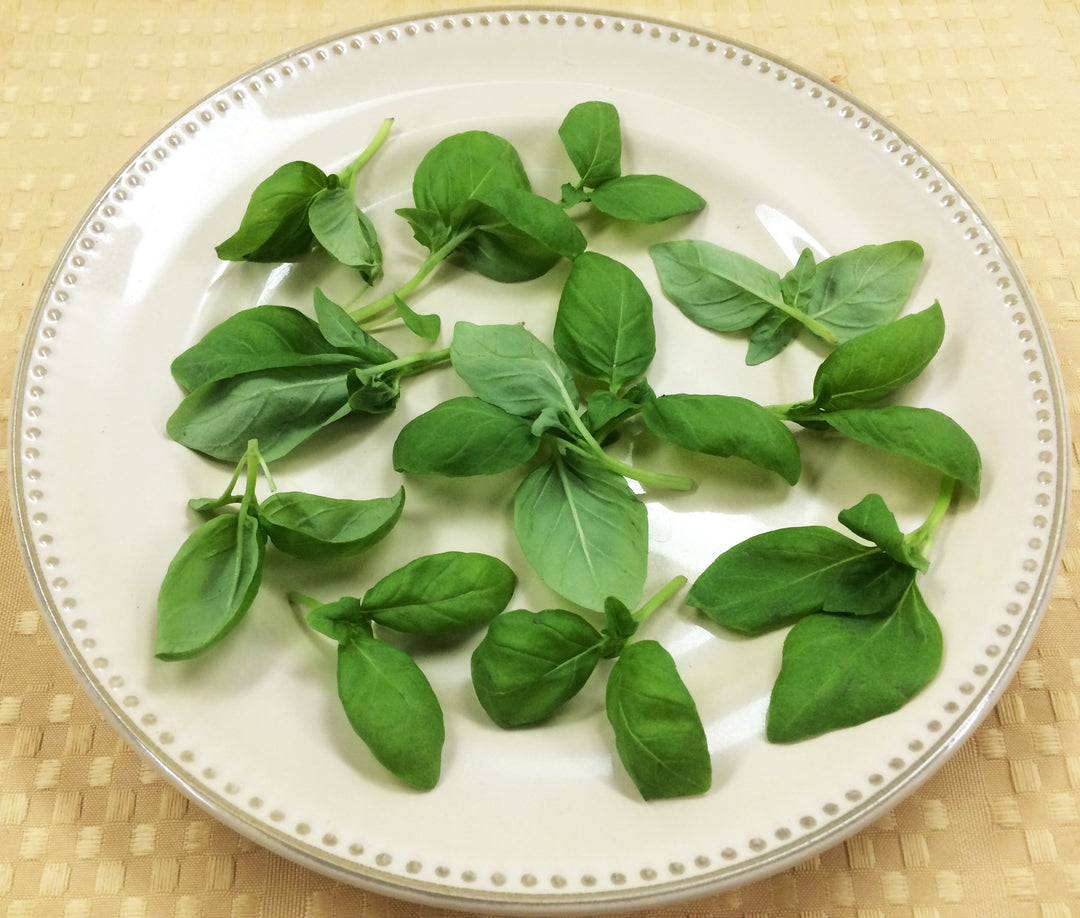 Petite® Basil Italian – Gourmet Sweet Botanicals