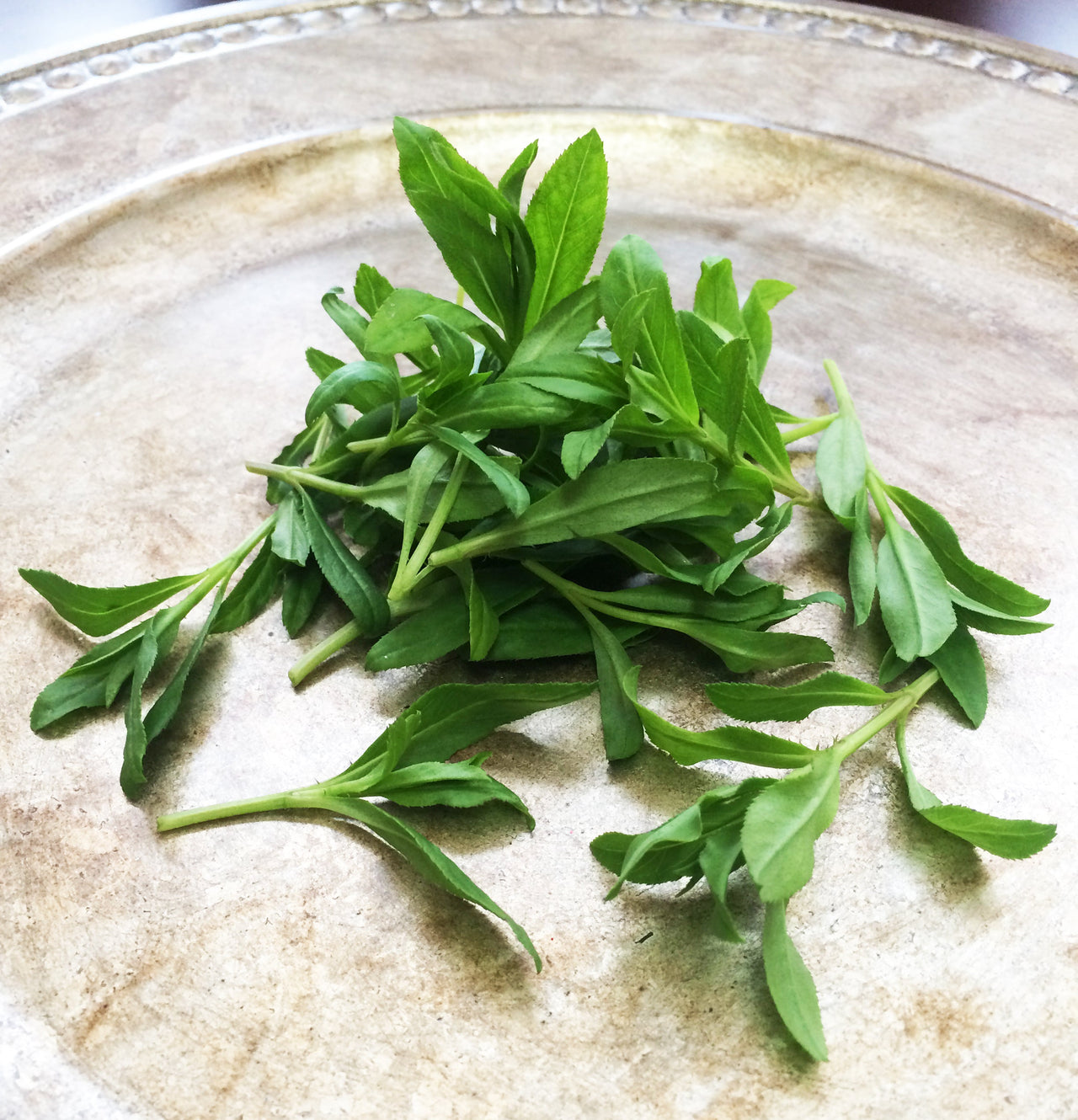 Petite® Tarragon Spanish™ Gourmet Sweet Botanicals